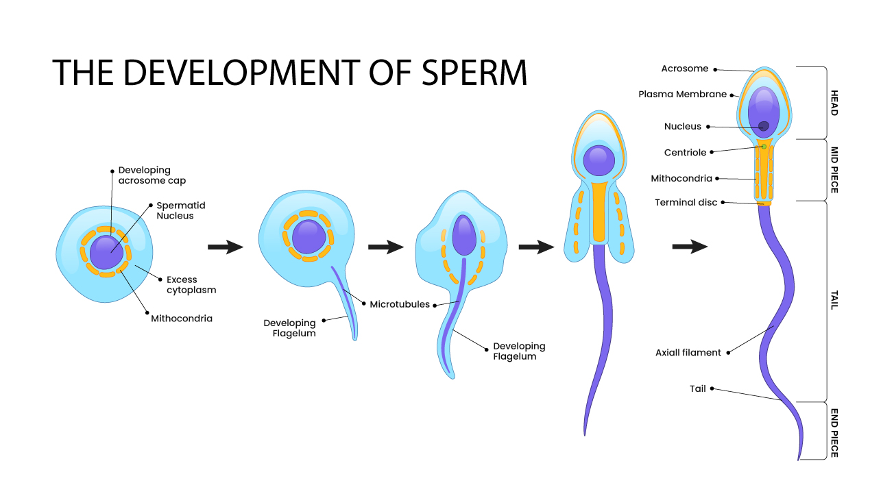 Illustratorコース