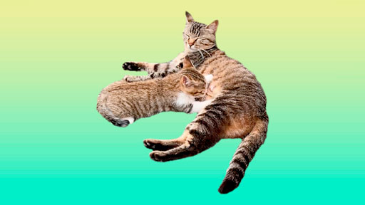可愛い野良猫の親子を描くデジタルイラストメイキングモチーフ