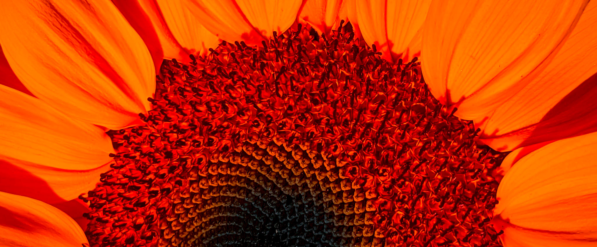 Fibonacci number